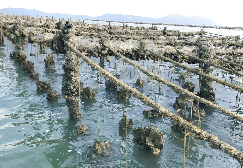 生蠔養(yǎng)殖水質(zhì)監(jiān)測(cè)系統(tǒng)、魚蝦養(yǎng)殖監(jiān)測(cè)、多領(lǐng)域解決方案