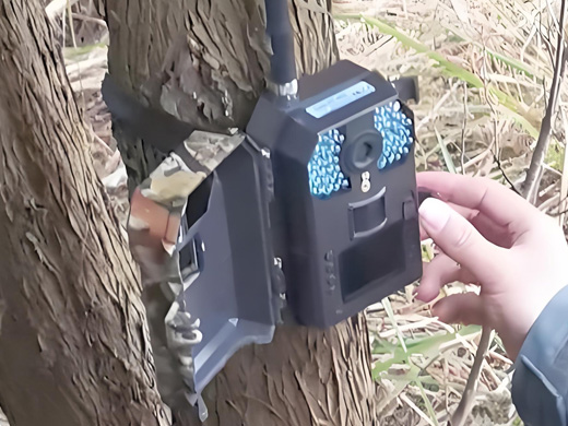 野生動(dòng)物識(shí)別觀(guān)測(cè)